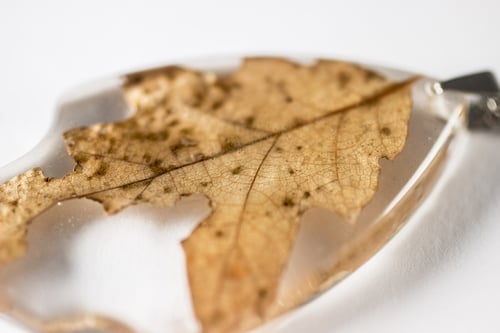 Image of Autumn Oak Leaf Medium #1