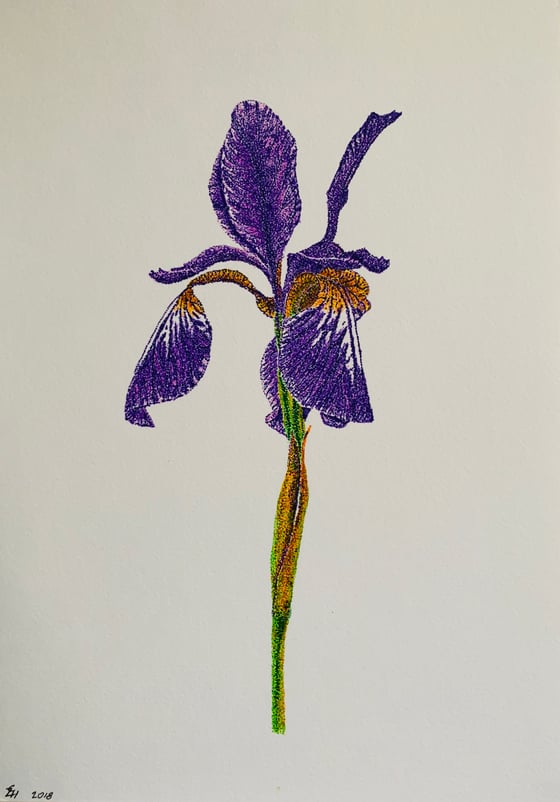 Image of Dutch Iris