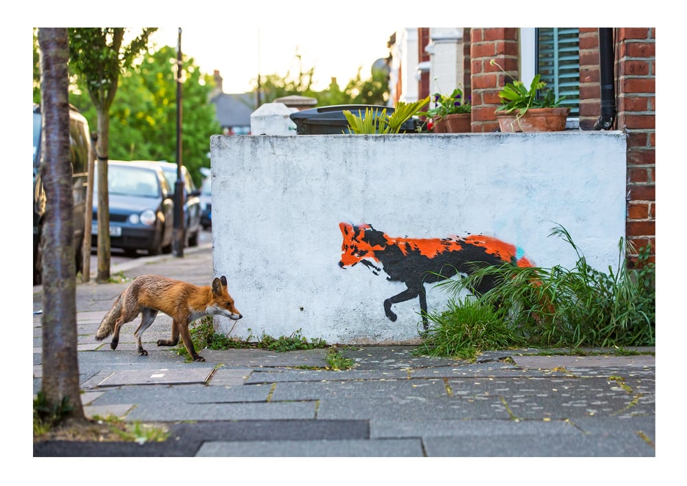 Image of Fox Meets Fox