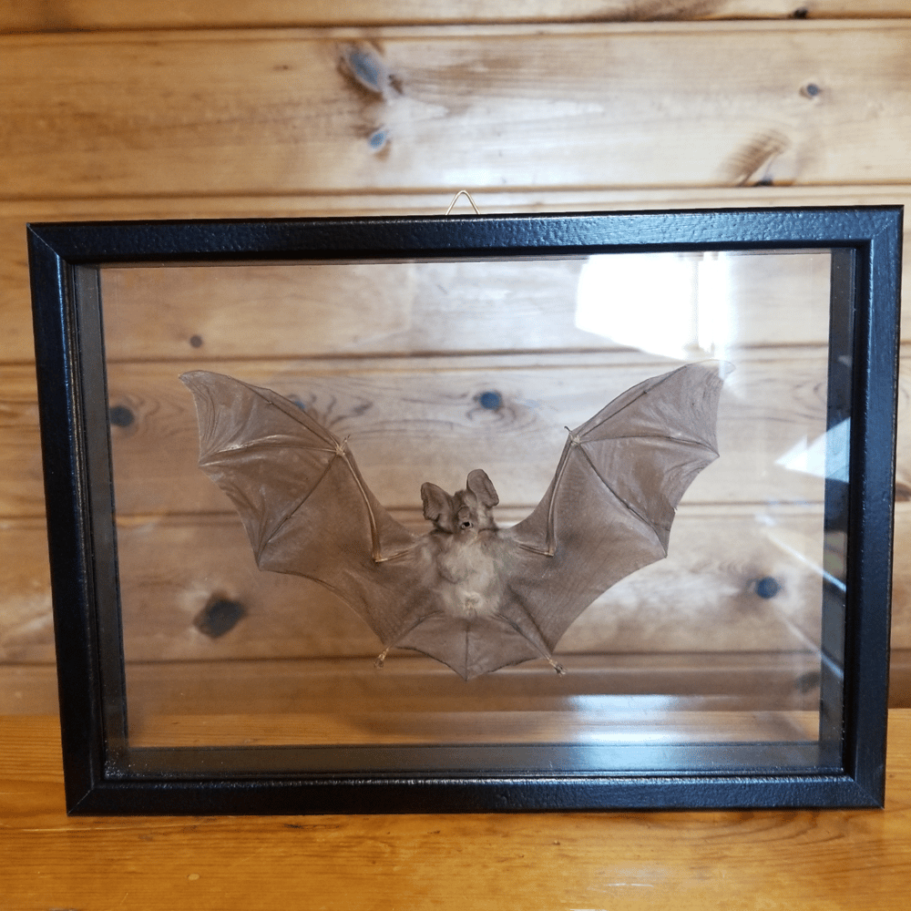 Image of Framed Bat