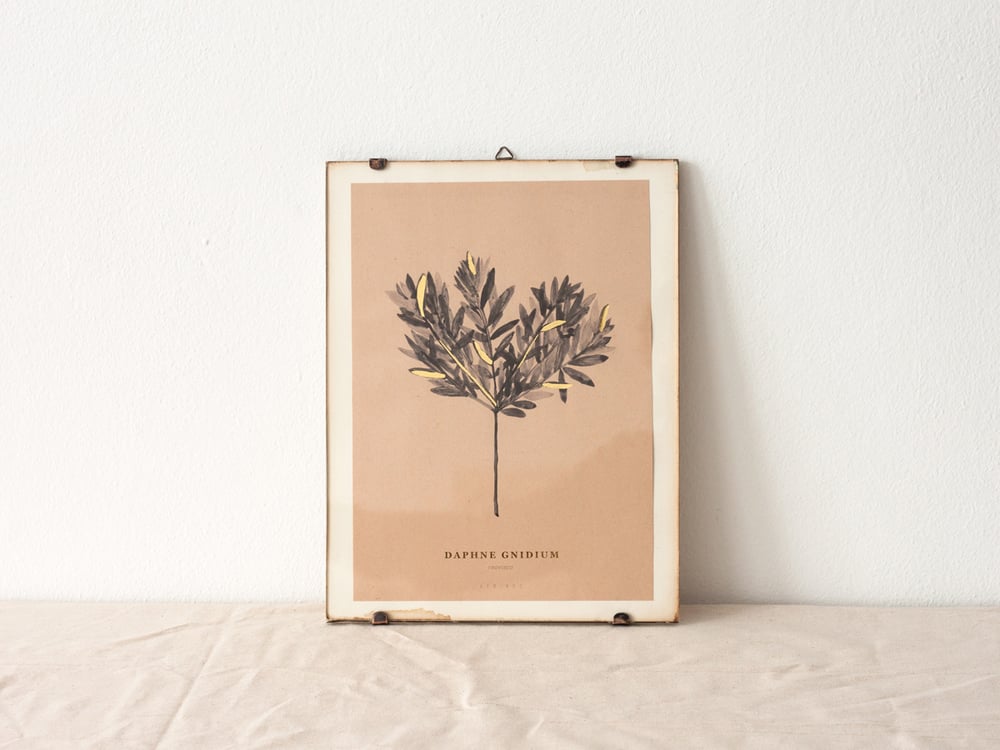 Image of Daphne Gnidium - botanic art print
