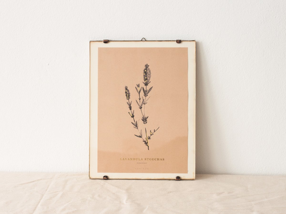 Image of Lavandula Stoechas - wild lavender