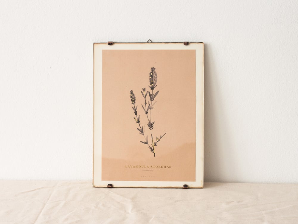 Image of Lavandula Stoechas - wild lavender 