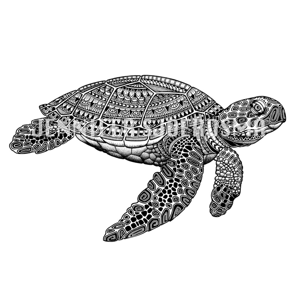 Image of Kauila the Turtle