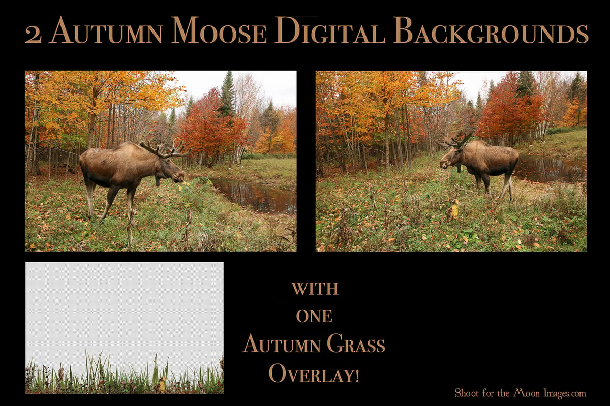Image of Autumn Moose Digital Backgrounds