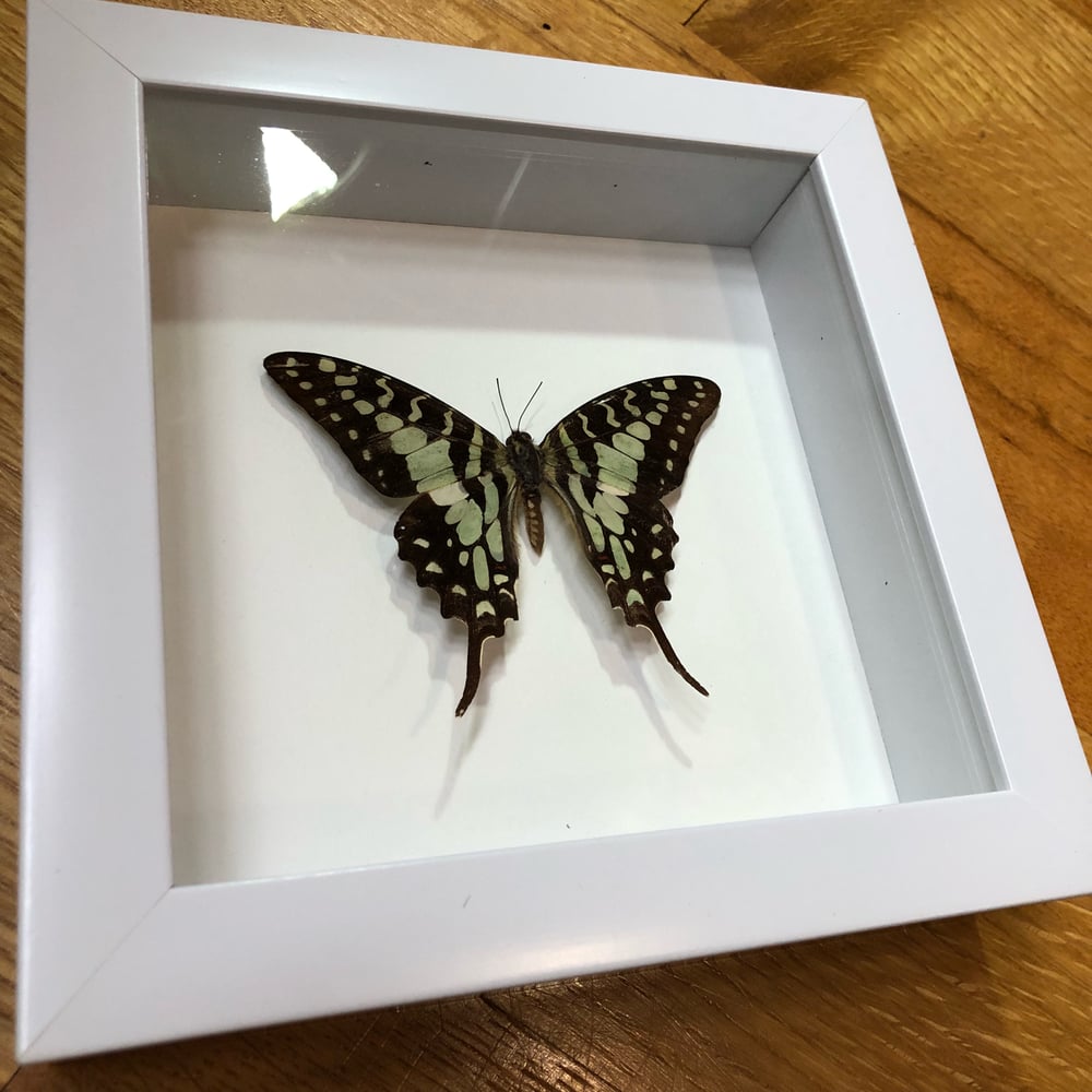 Image of Green and Black Swallowtail