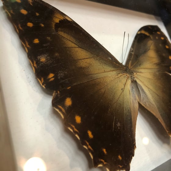 Image of Morpho telemachus foucheri