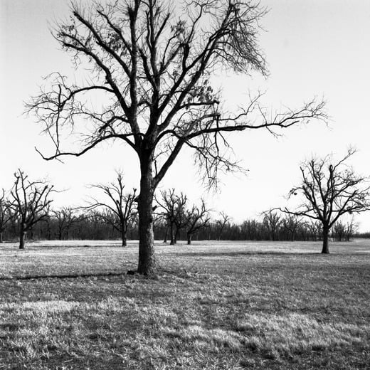 Image of Oklahoma Trees, Javine Hill, Skiatook, OK