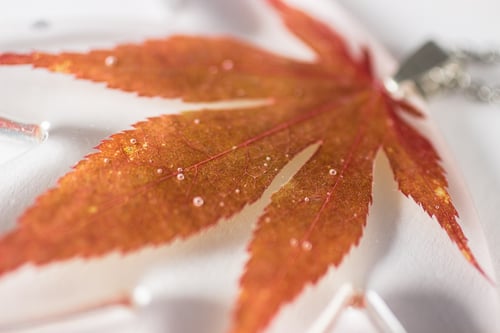 Image of Autumn Japanese Maple Leaf Extra-Large #1