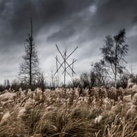 WIEGEDOOD "de doden hebben het goed" CD