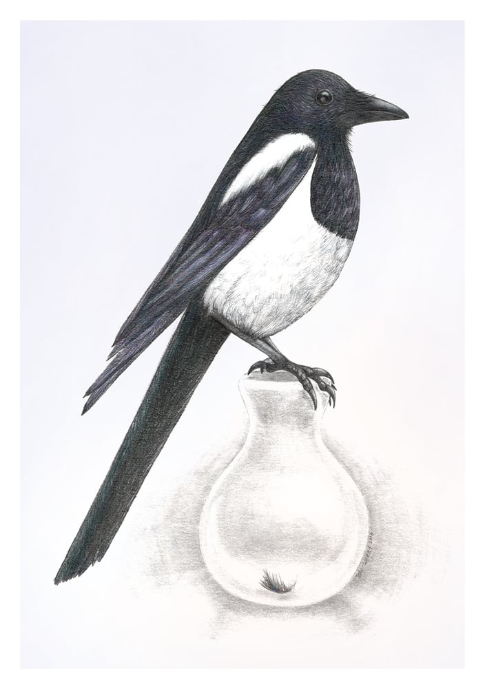 Image of First Moult - Fine art magpie print from an original illustration - A5
