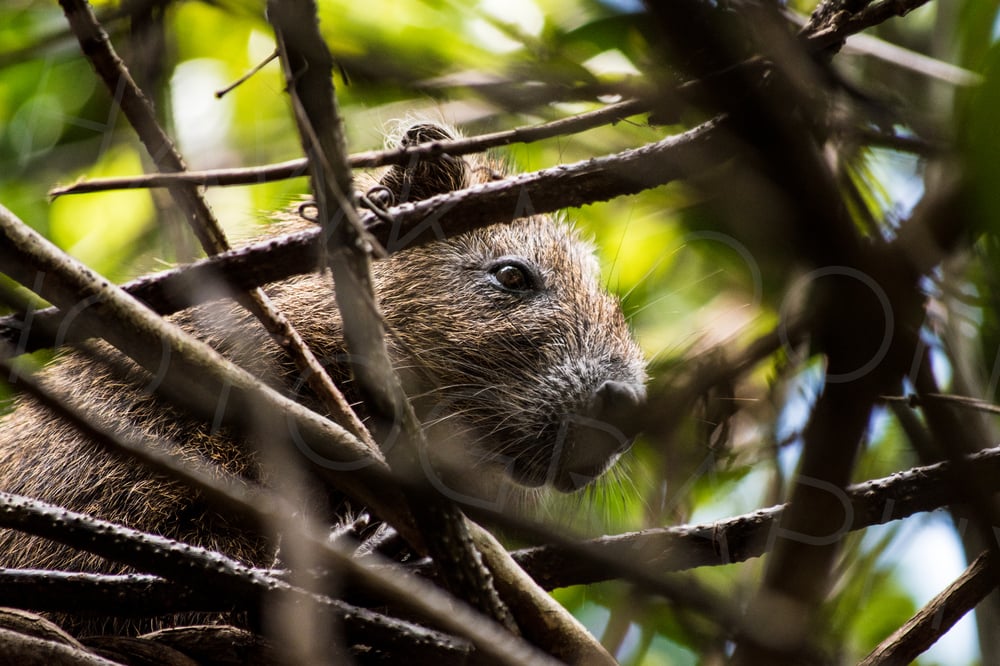 Image of 'Desmarest's Hutia'