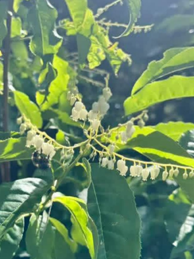 Sourwood honey 