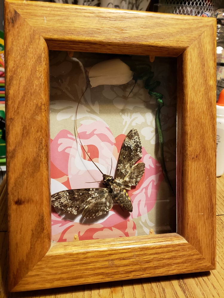 Image of Kissed by a rose