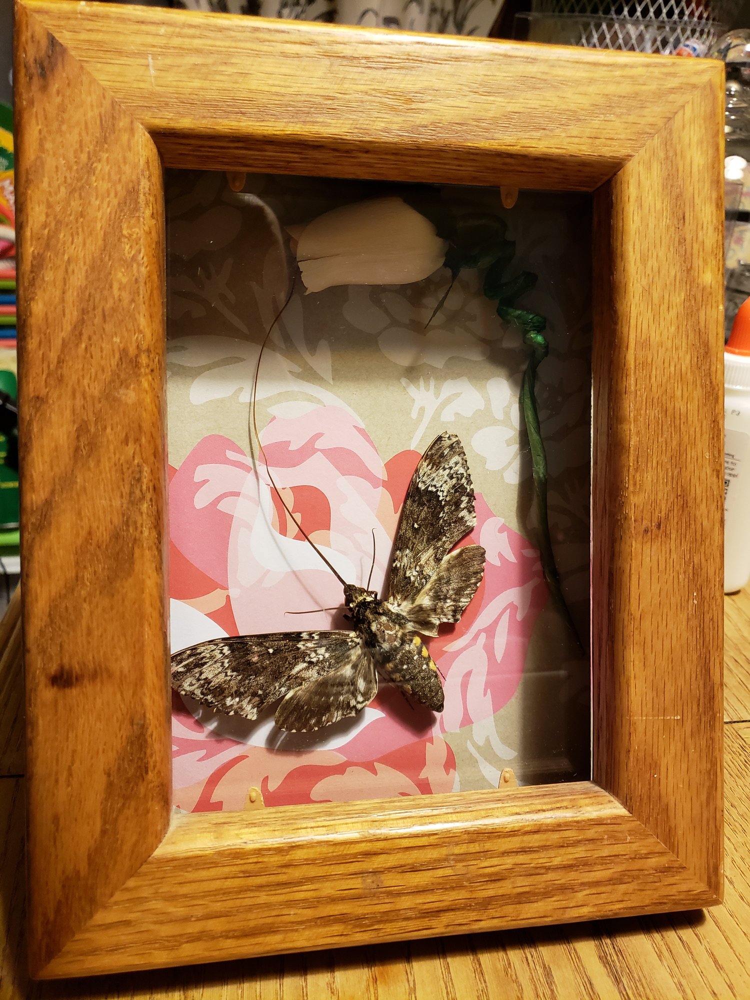 Image of Kissed by a rose