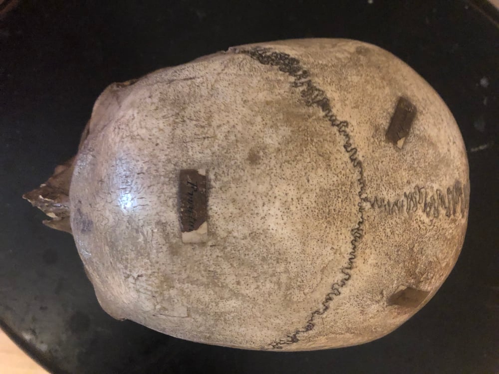 Image of Antique skull with Latin labels possibly Italian 