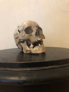 Image of Antique skull with Latin labels possibly Italian 
