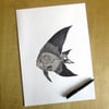 Sailfish