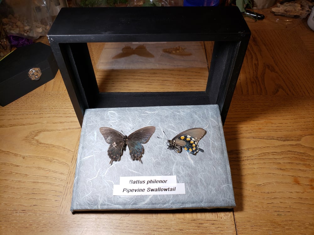 Image of Pipevine swallowtails 