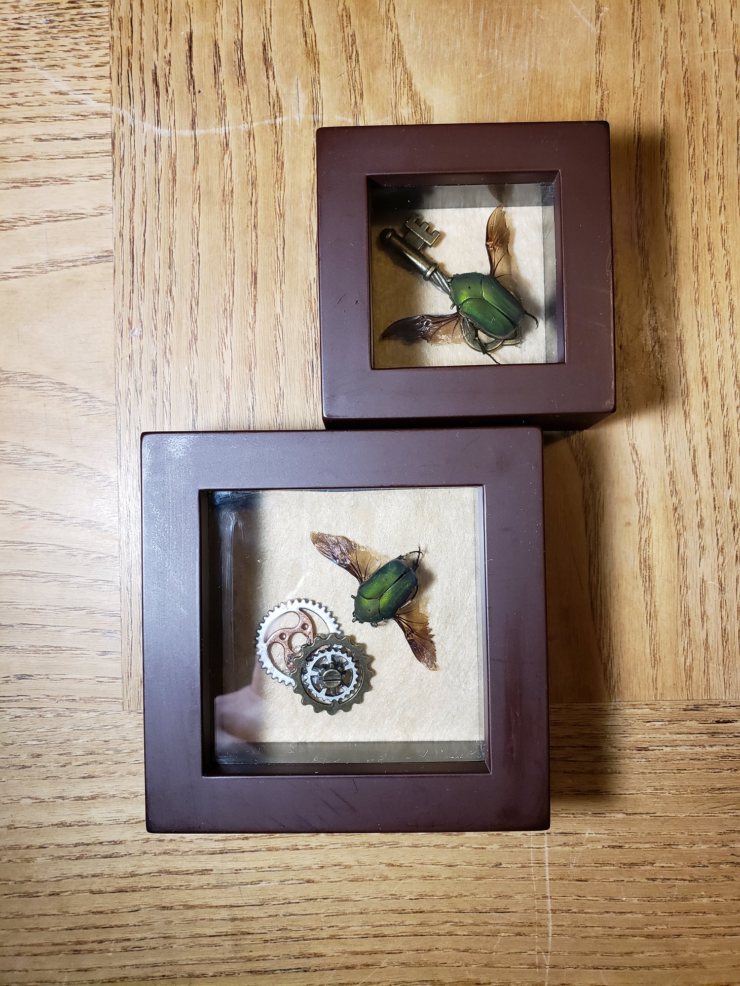 Image of On the wings of a beetle