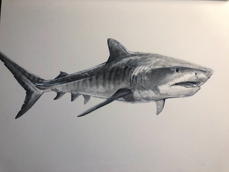 Image of Tiger Shark
