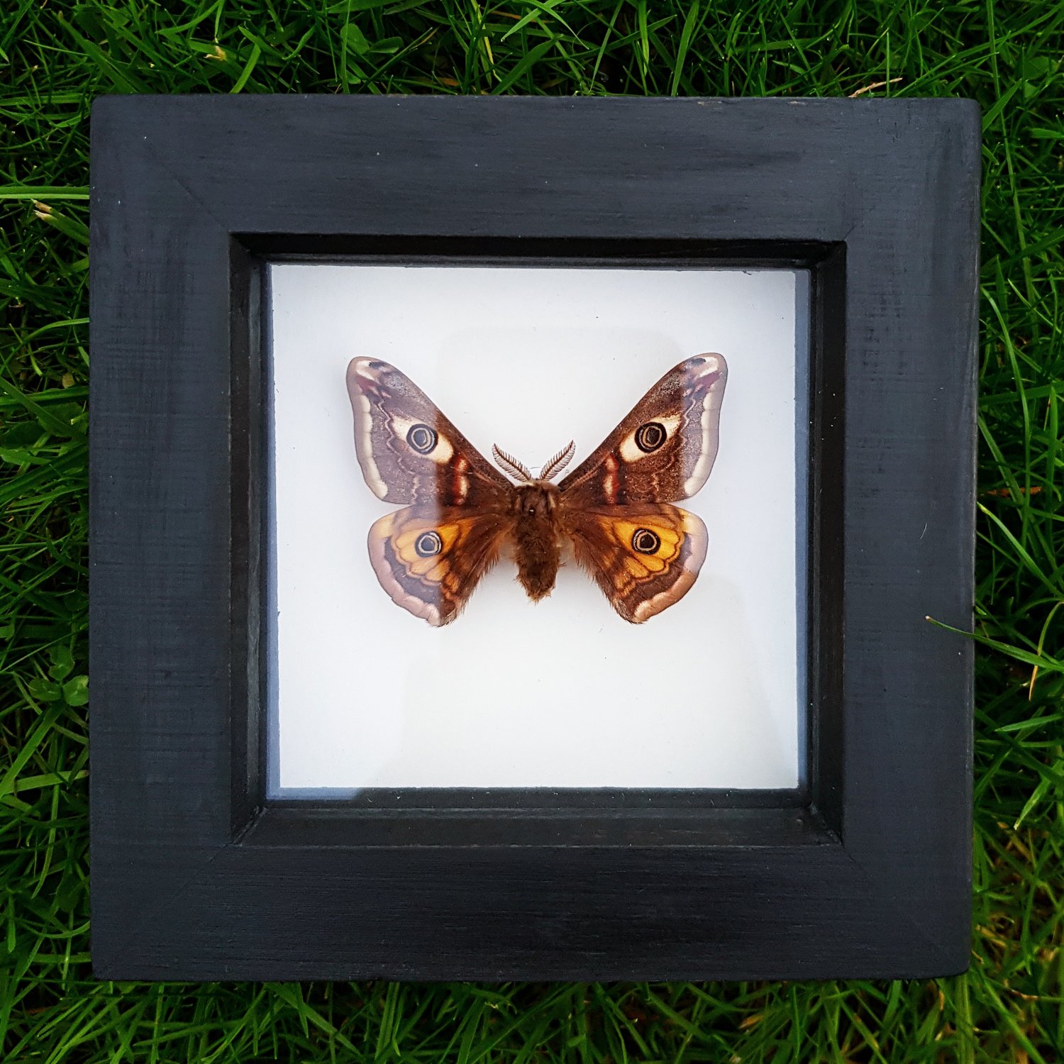 Image of Small Southern Emporer moth (Saturnia pavonia)