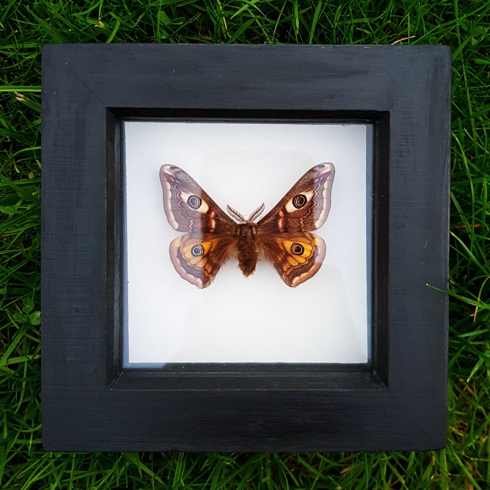 Image of Small Southern Emporer moth (Saturnia pavonia)