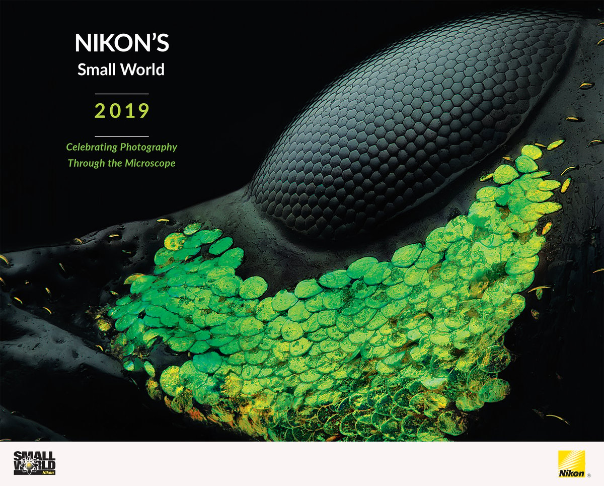 2019 Nikon Small World Calendar MolecularExpressions