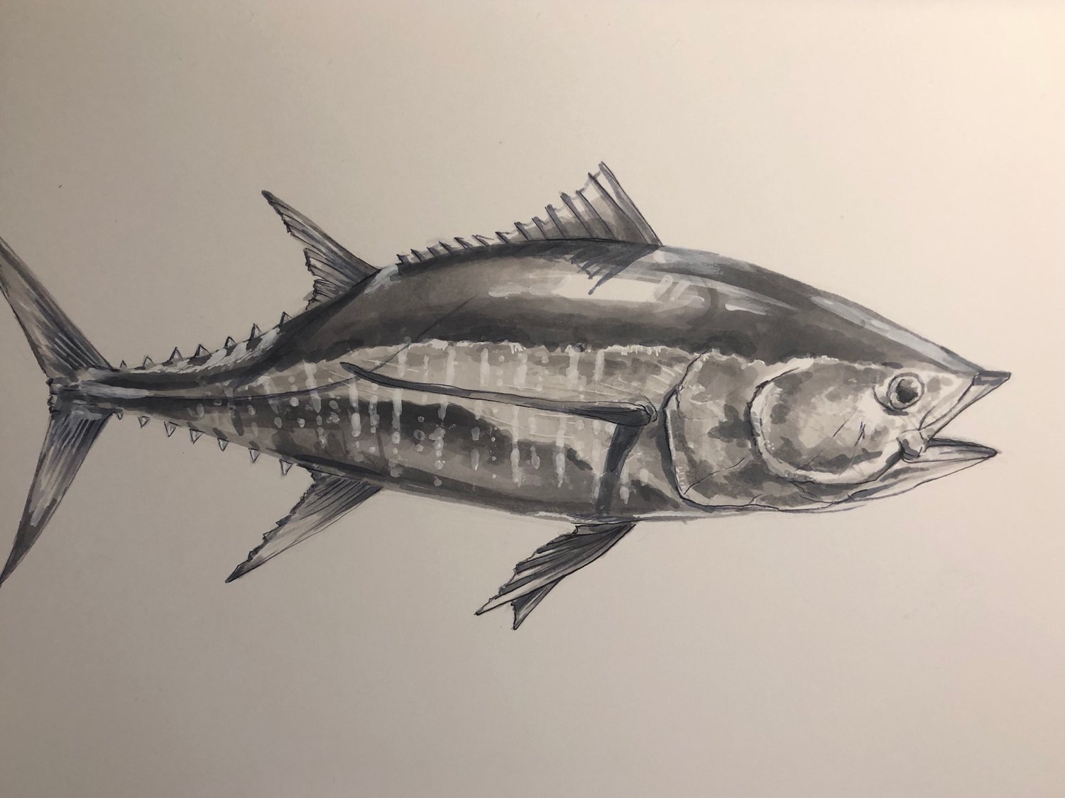 Image of “Yellow Fin tuna”