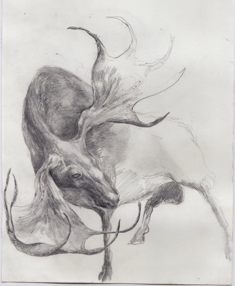 Image of stag pencil drawing