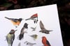 COMMON BIRDS OF NORTH AMERICA: 11X14 INCH LIMITED EDITION PRINT