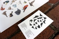 Image 3 of COMMON BIRDS OF NORTH AMERICA: 11X14 INCH LIMITED EDITION PRINT