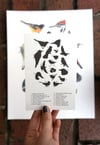 COMMON BIRDS OF NORTH AMERICA: 11X14 INCH LIMITED EDITION PRINT