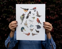 Image 1 of COMMON BIRDS OF NORTH AMERICA: 11X14 INCH LIMITED EDITION PRINT