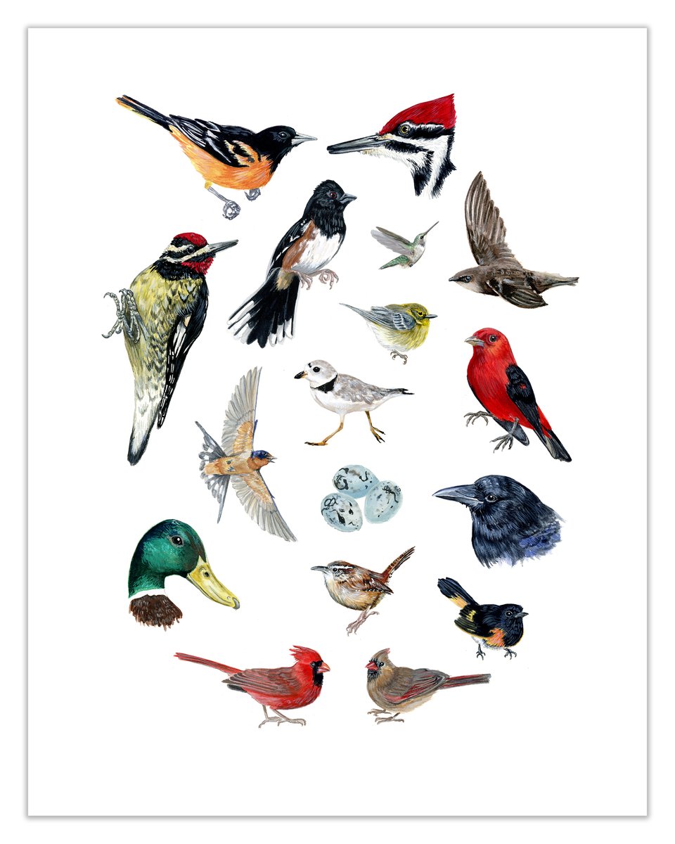 COMMON BIRDS OF NORTH AMERICA: 11X14 INCH LIMITED EDITION PRINT | Emily ...