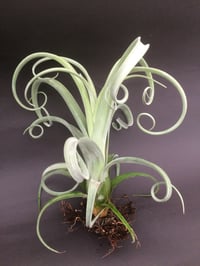 Image 1 of Tillandsia Curly Slim