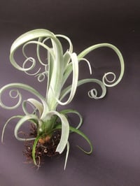 Image 2 of Tillandsia Curly Slim