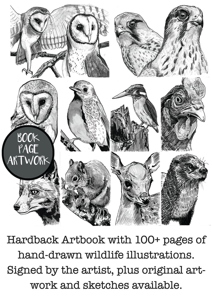 Image of An Illustrated Book About Birds (And Other Wildlife) Hardback
