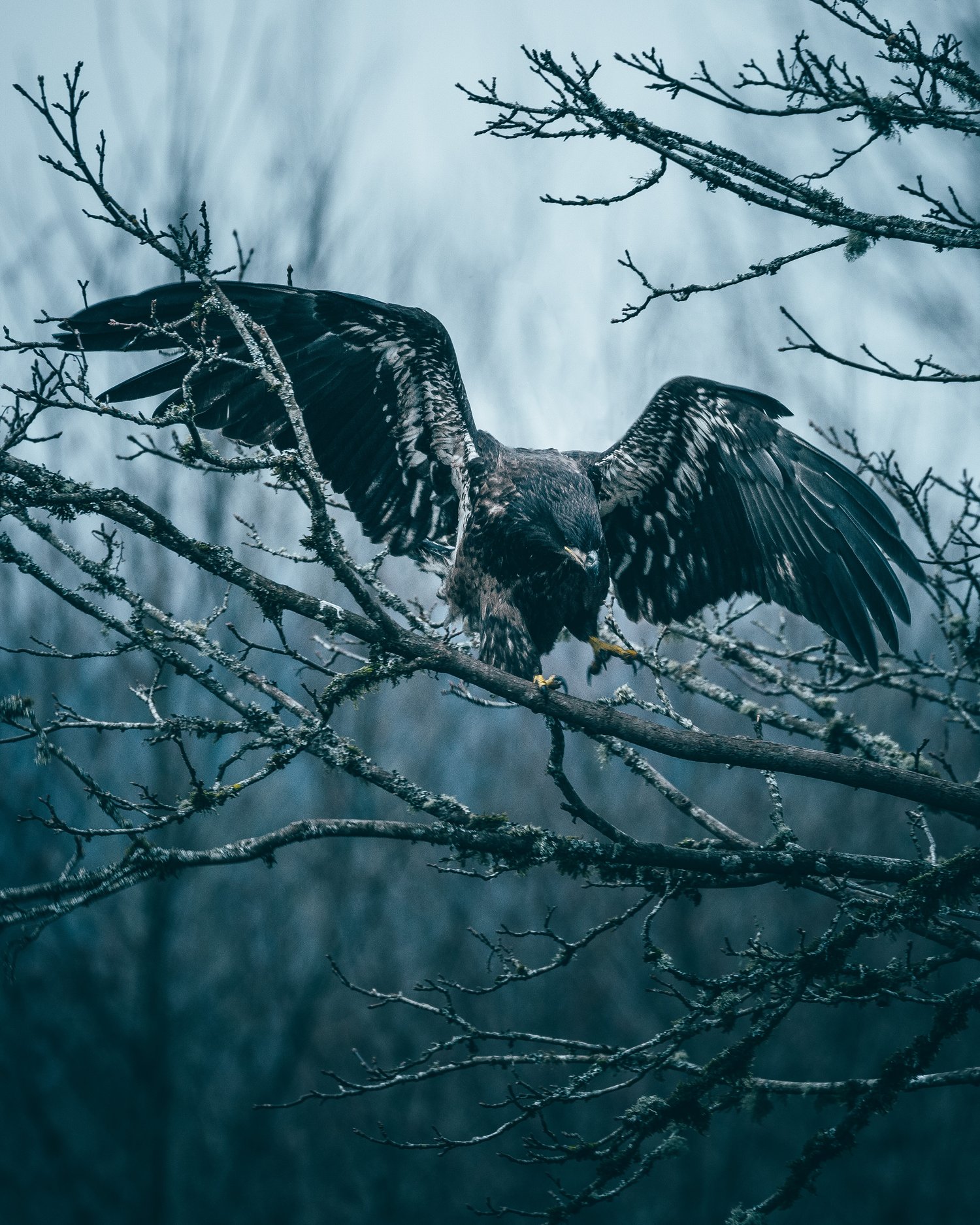 Image of Apex Predator