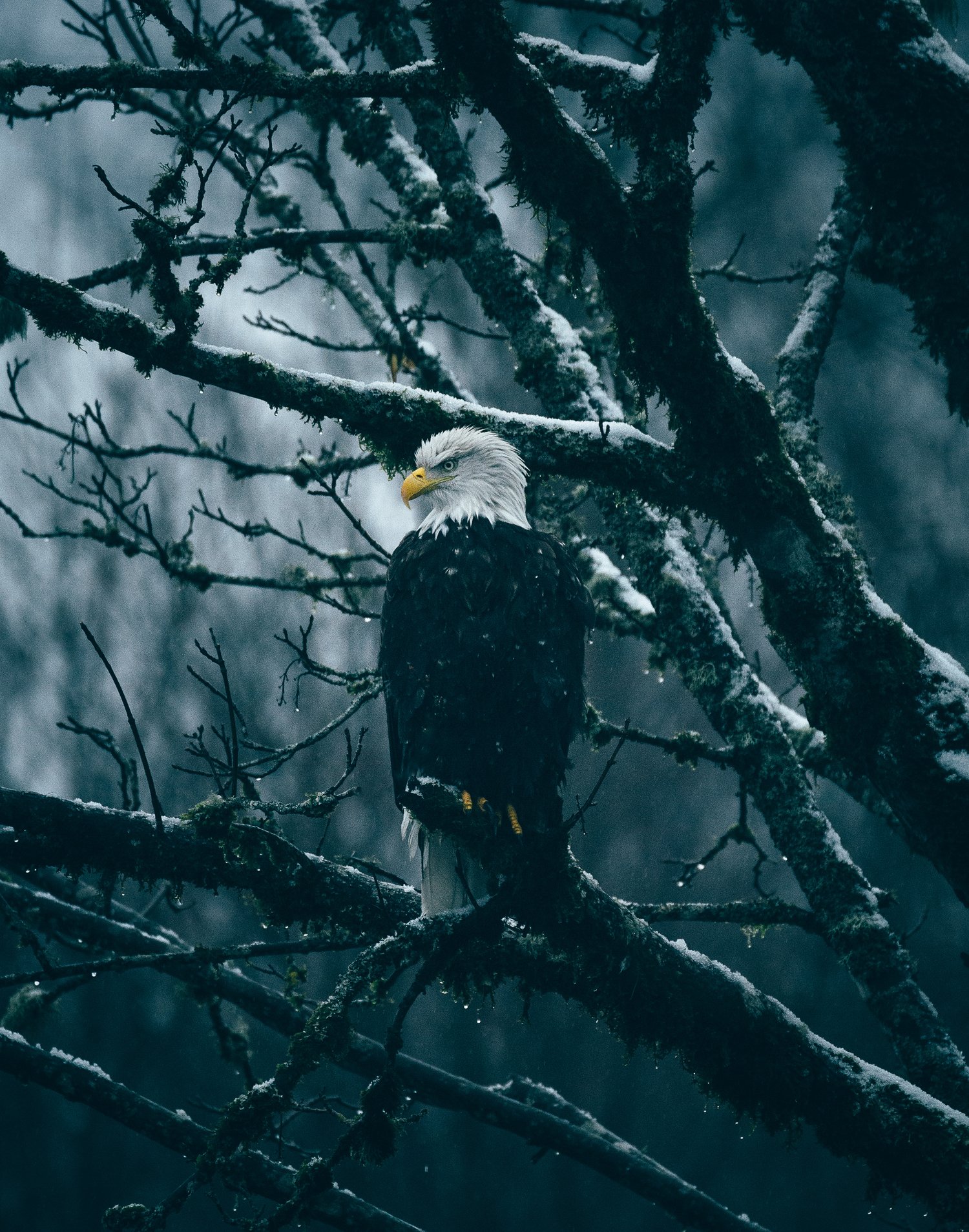 Image of Resilient