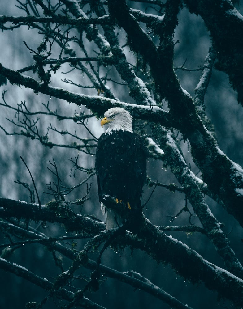 Image of Resilient 