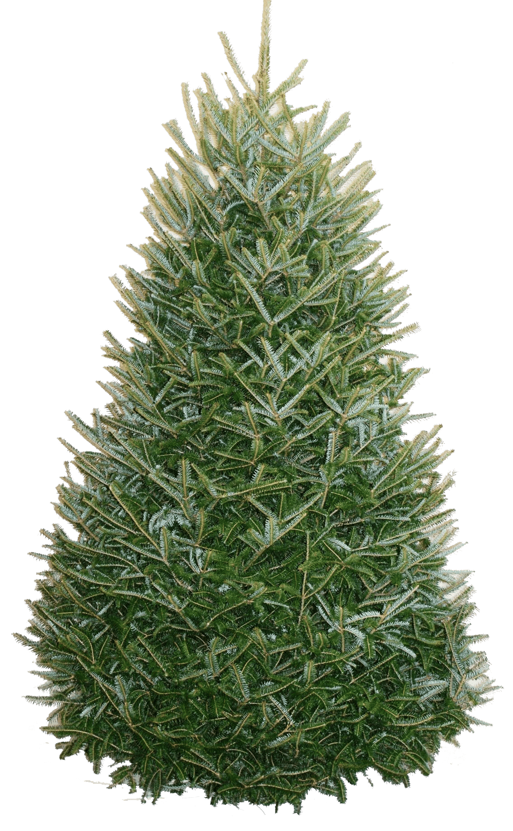 Image of 8-9' Fraser Fir Christmas Tree