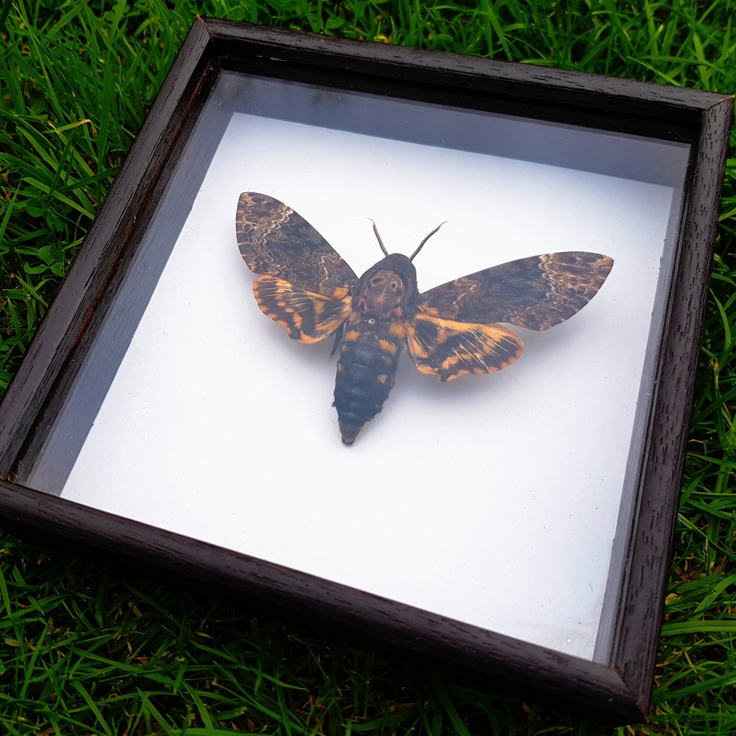 Image of Acherontia lachesis (Greater Death's Head Hawk moth)