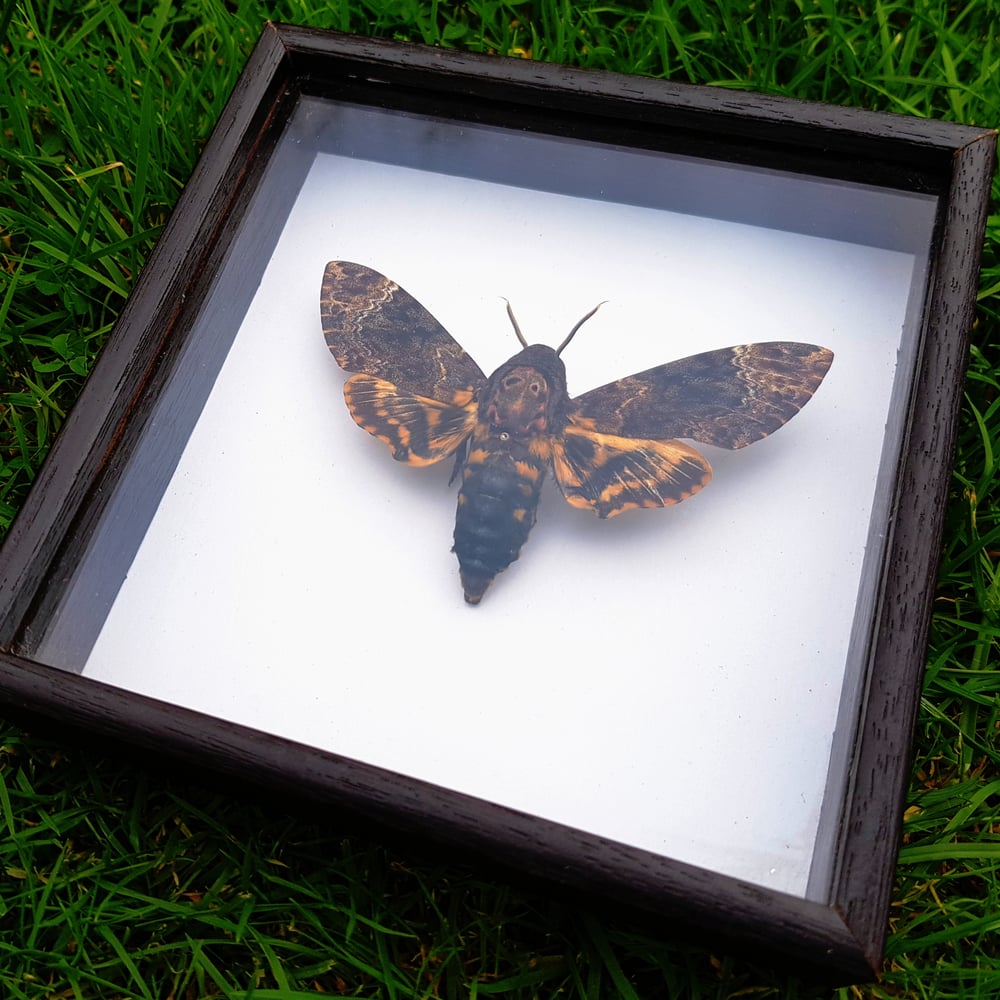 Image of Acherontia lachesis (Greater Death's Head Hawk moth) 
