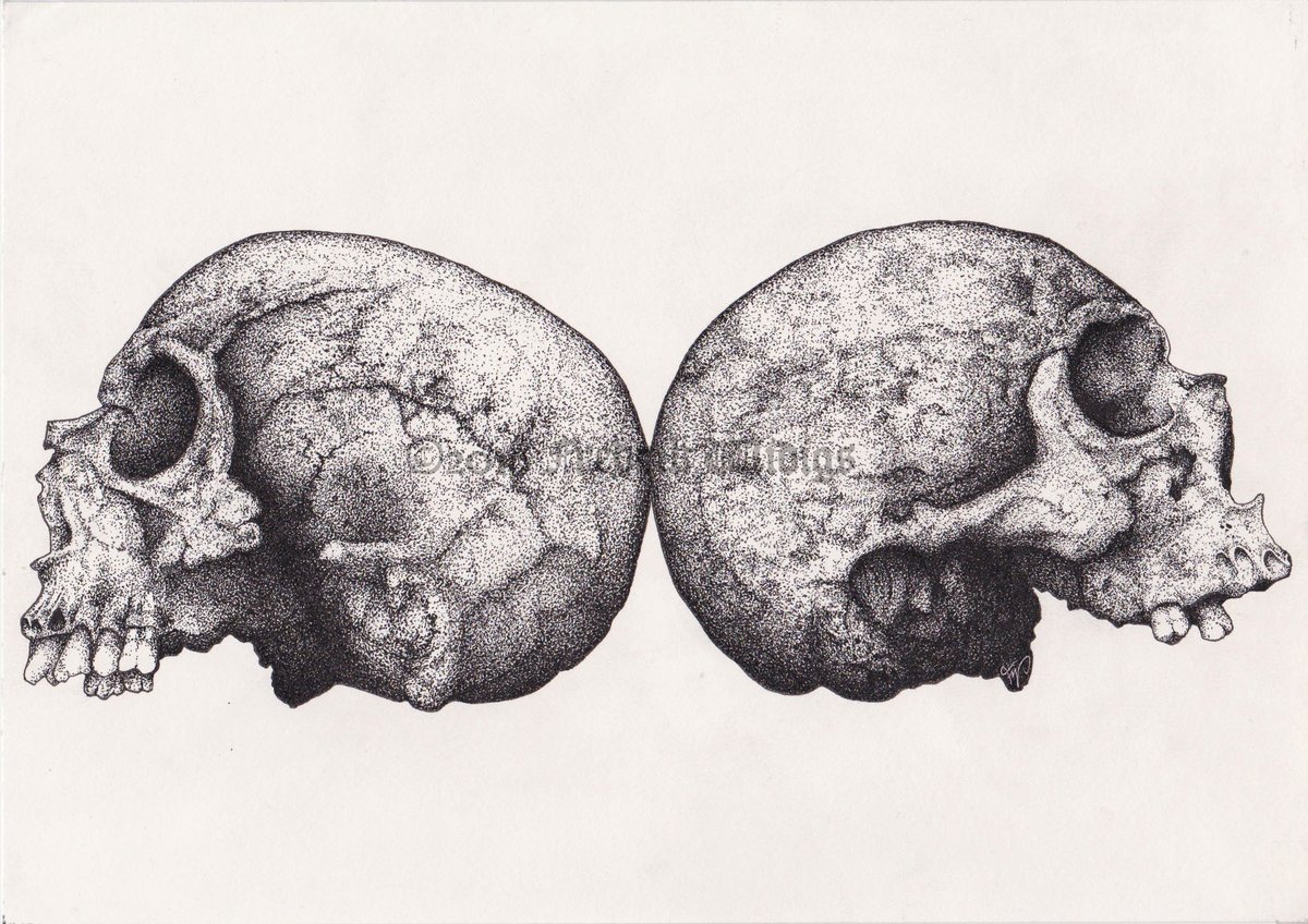 Image of The Skulls