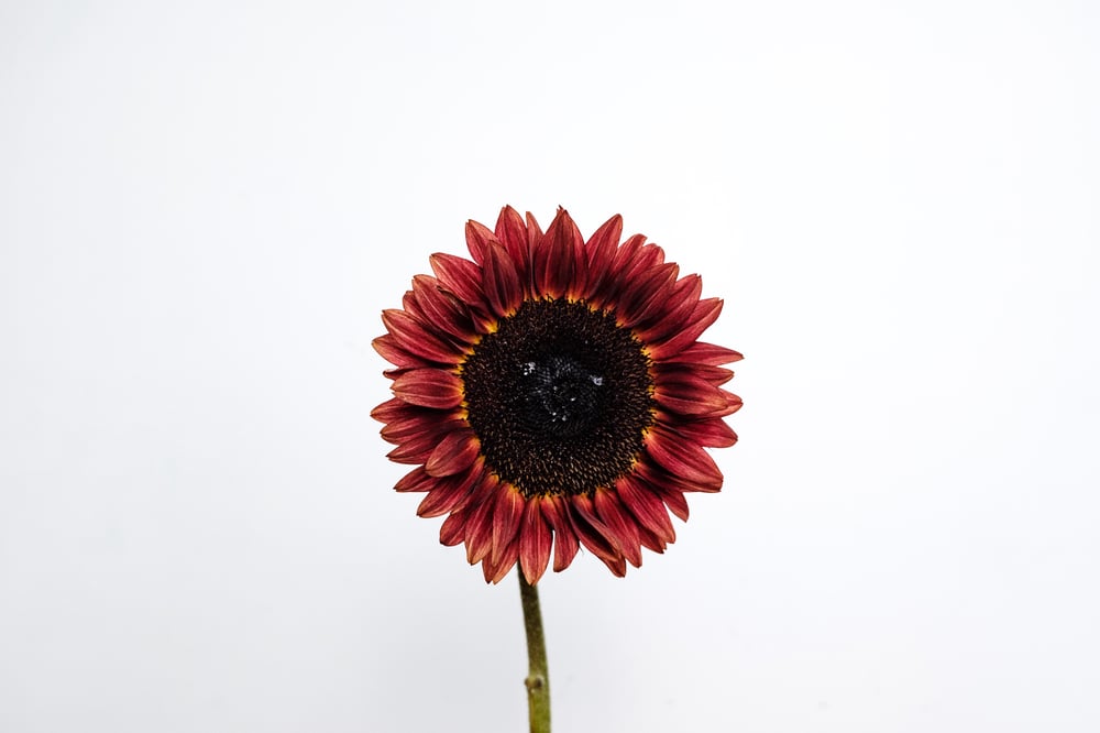 Image of Chocolate Sunflower Fine Art Print