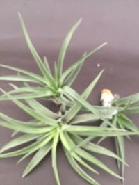 Image 2 of Tillandsia brachycaulos