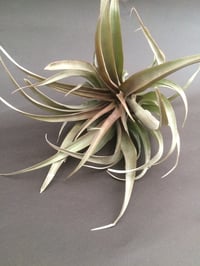 Tillandsia capitata red