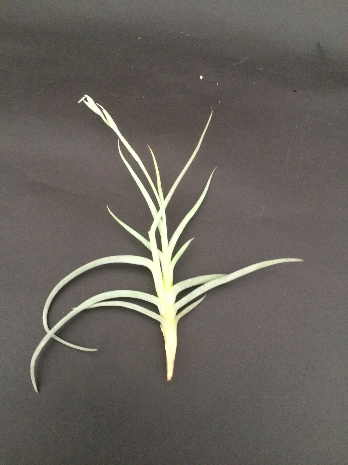 Image of Tillandsia caliginosa