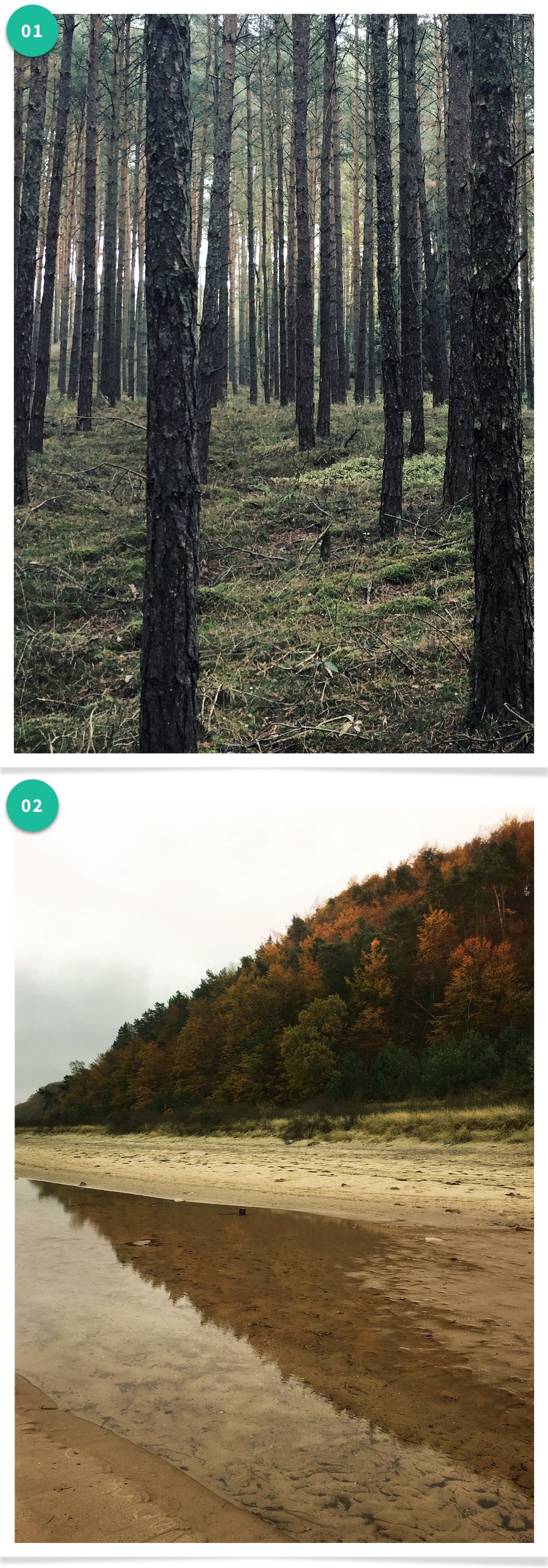 Image of Feng Shui Poster "Holz"